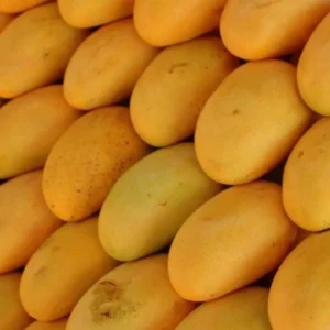 mango chaunsa 944952 1024x1024 1