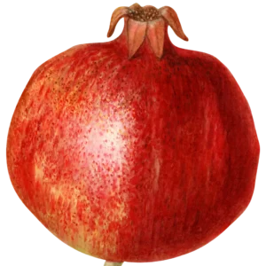 Fresh pomegranates for sale in Pakistan